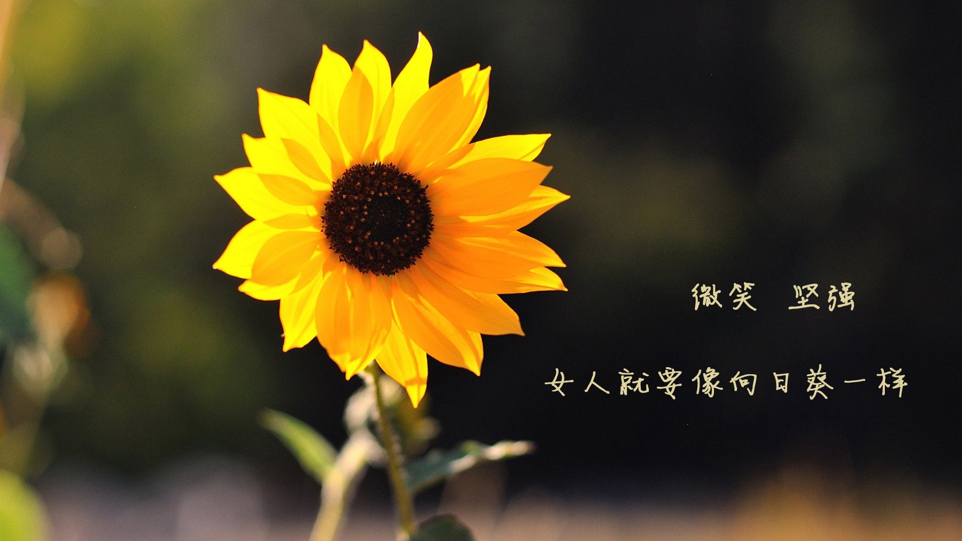 “阿仙奴与热刺：谁能在香港赛场制霸？”
