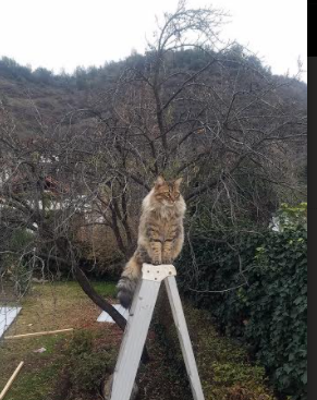 朗斯重视球权争夺掌握场面主动，朗斯vs兰斯比分