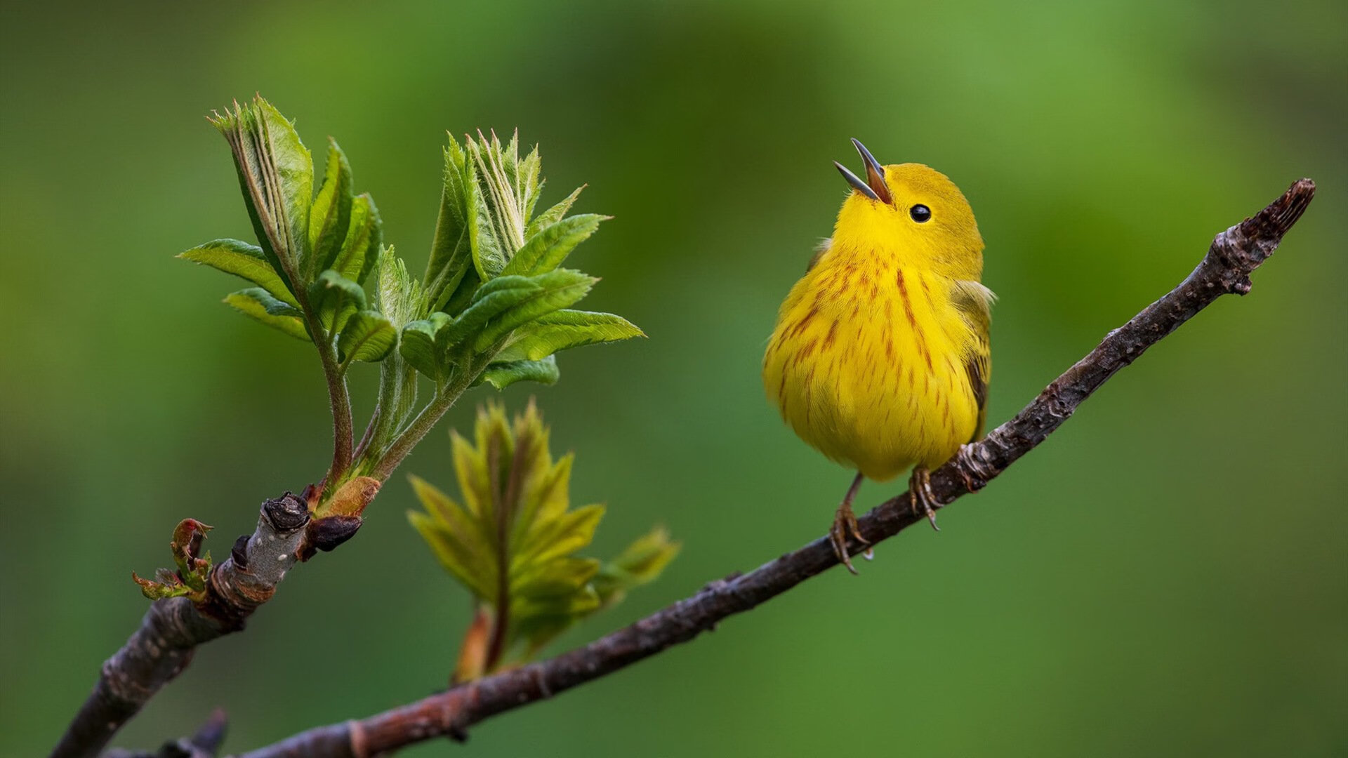 联盟节奏最慢球队是否具备更多控场老将，节奏最快的联赛