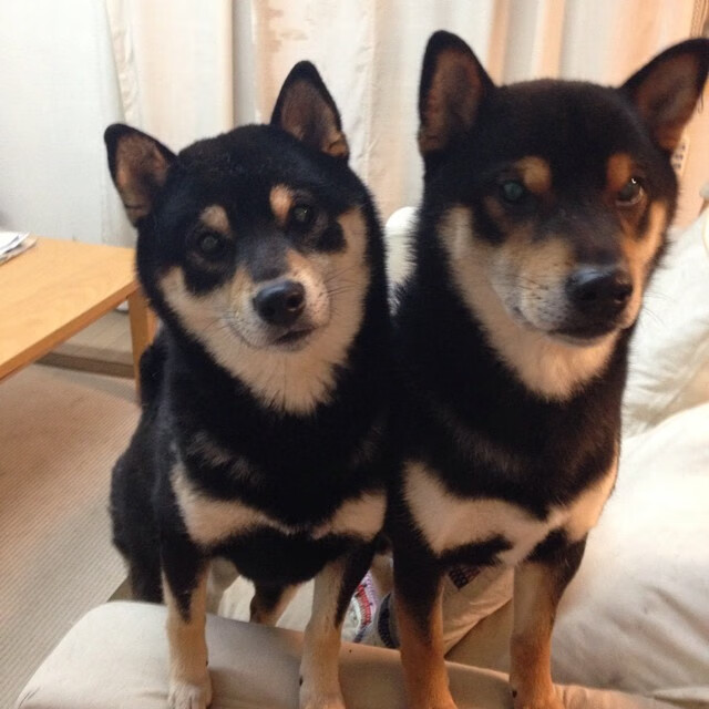 乌干达男篮在非洲预赛中拼搏努力，开启新纪元，乌干达篮球水平