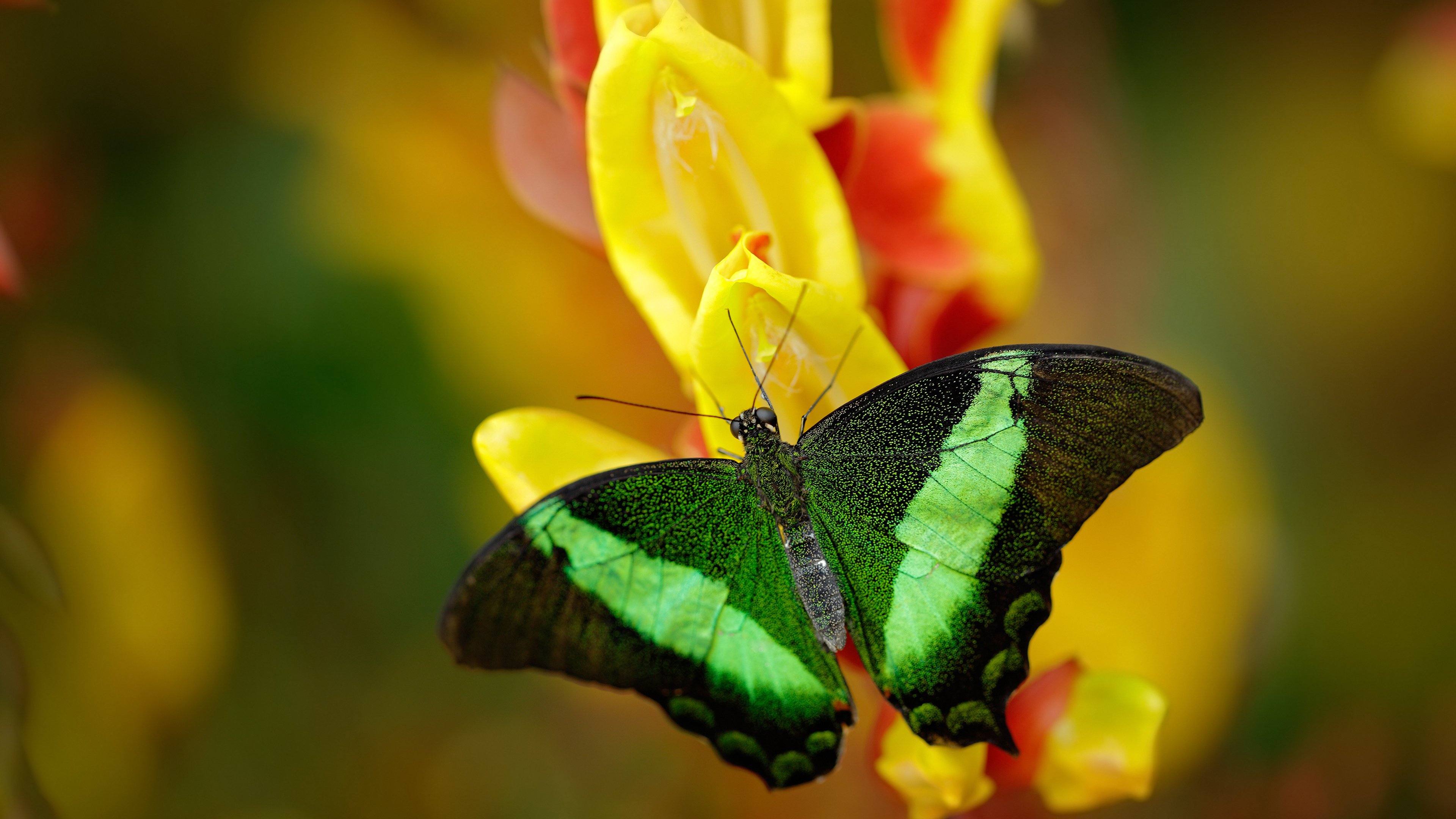 开云体育娱乐-欧洲篮球超级联赛中，多支豪门球队实力对决，精彩纷呈，欧洲篮球联赛各队球星