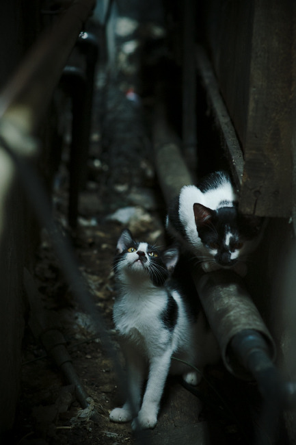 欧洲杯战局变幻莫测：策略多变，精彩不断！，欧洲杯局势